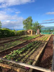 un jardin avec plusieurs rangées de laitues dans l'établissement Coltivare AgriRelais, à La Morra