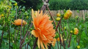 uma flor de laranja está crescendo em um jardim em Luxe tent op het platteland em Nieuwediep