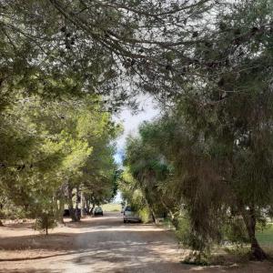 une route bordée d'arbres avec une voiture garée sur celle-ci dans l'établissement Agriturismo Bellu, à Riola Sardo