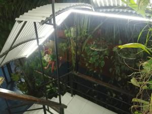 a greenhouse with a bunch of plants in it at Hotel Gavas Amazonas in Leticia