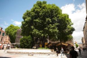 ein großer Baum mitten in einer Straße in der Unterkunft Green Place in Split