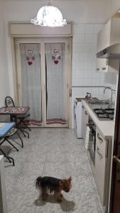 a cat standing in a kitchen next to a stove at B&B United States of Europe in Catania