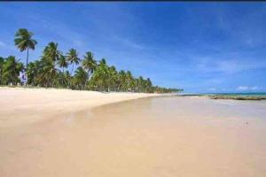 une plage de sable avec des palmiers et l'océan dans l'établissement Flat Beira Mar - Carneiros Beach Resort, à Tamandaré 22 autres photos