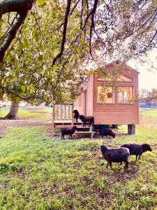 a group of animals standing in front of a house at Jolie Tiny House sous les Grands Arbres in Cholet