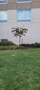 un árbol en un campo frente a un edificio en Sleep Inn & Suites Cumberland en Cumberland