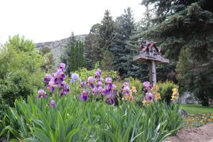 un jardin avec des fleurs violettes et une maison ornithologique dans l'établissement Lake View Lodge, à Lee Vining