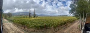 a dirt road leading to a field with trees at Apalta Lofts, disfruta frente a viñedos in Santa Cruz