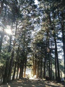 Un bosque de árboles con el sol brillando a través de ellos en Hotel de Montaña Buena Vista en Río Chiquito