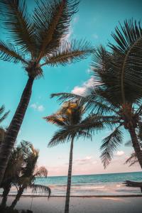 a group of palm trees on a beach at Breezy Beachfront Bali-Style Haven 180 Degree OceanView in Hauula