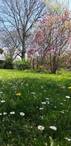un campo con flores en la hierba con un árbol en TINY CABIN en Brasov