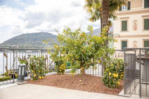 an orange tree in front of a fence at Lakefront Contemporary - by My Home In Como in Griante Cadenabbia