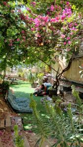 une personne posant sur l'herbe sous un arbre avec des fleurs roses dans l'établissement Jaffa Seaside House, à Tel Aviv