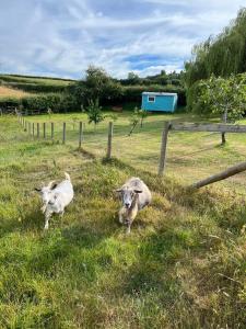 dos ovejas de pie en el césped en un campo en The Gannah Farm Shepherds Hut en Hereford