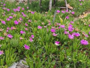 a field of pink flowers in a garden at Obiteljska kuća za odmor Futura in Milna