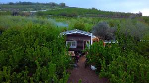 uma pequena cabana no meio de um campo de arbustos em Cantina Cabin's - Think Nature em Mas'ada