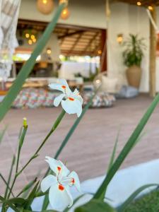 un grupo de flores blancas en una habitación en Casa Boa onda - Icaraizinho, en Icaraí