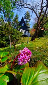 una flor rosa frente a una casa azul en Albatross, en Dömös