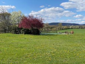 pole zielonej trawy z ławką w tle w obiekcie Chestnuthill Countryside Manor w mieście Effort