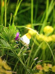 a butterfly sitting on top of a purple flower at Cosy woodland Romantic retreat With log fires and nature in Sturry