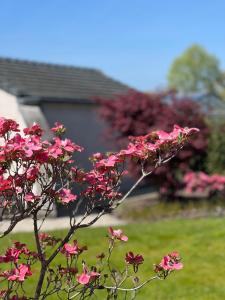 Zahrada ubytování Ikigai B&B - wellness