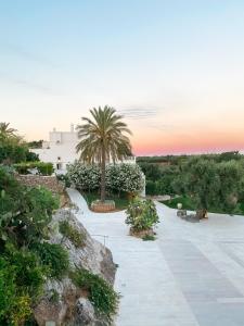 a view of a courtyard with a palm tree at Masseria Alchimia in Fasano