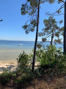 plaża z drzewami i łódź w wodzie w obiekcie Villa dans la pinède, au calme à proximité du lac et des plages, jusqu'à 7 personnes w mieście Biscarrosse