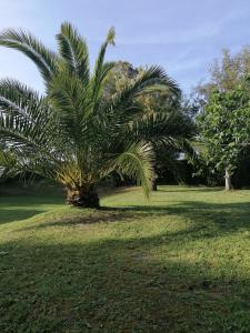 una palmera en medio de un campo en Villa El Encinar de Noja, en Noja