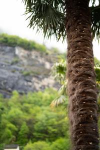 eine Palme mit einem Berg im Hintergrund in der Unterkunft CASA BELGERI in Dongio