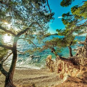 uma vista para uma praia com árvores e a água em Apartments Villa Ana em Porec