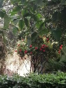 a bunch of red berries on a tree at " DOMUS CORALLA" BnB Racconti Di Viaggio in Catania