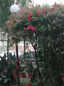 un árbol con flores rojas en un jardín en " DOMUS CORALLA" BnB Racconti Di Viaggio en Catania