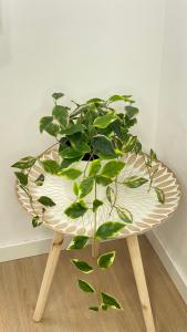 a plant sitting on top of a table at Apartamento Retama Laguna Centro in Las Lagunas
