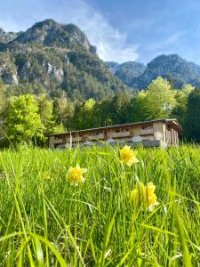 um campo de flores amarelas em frente a um edifício em Rifugio Pian dei Ciclamini em Lusevera