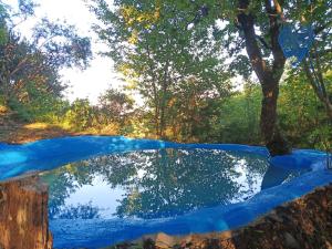 um reflexo de árvores numa piscina de água em @gatetothewild em Coreglia Ligure