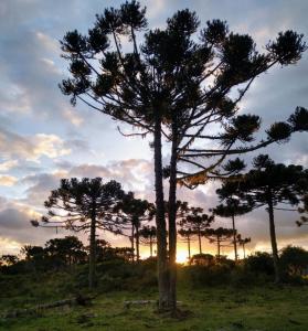 um pinheiro num campo com o pôr-do-sol ao fundo em Cerro Leão Estância- chalé em Bom Jardim da Serra