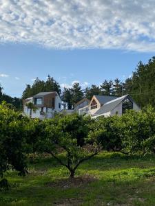 a group of houses in a field with a tree at Walden Studios in Seogwipo
