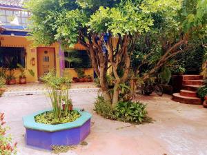 un jardín con un árbol y un banco azul en Qhia en San Cristóbal de Las Casas