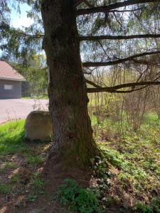 Ogród w obiekcie La cabane des écureuils