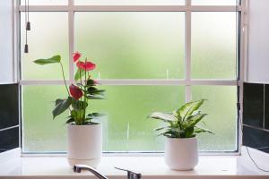 ブライトン＆ホーブにあるBeautifully Decorated & Central 2bed Apartment (C)の窓枠に座る白花瓶の植物