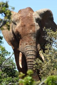 a close up of an elephant with its trunk at Orange Elephant Backpackers in Addo