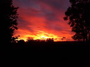 a sunset over a field with trees in the foreground at Orange Elephant Backpackers in Addo