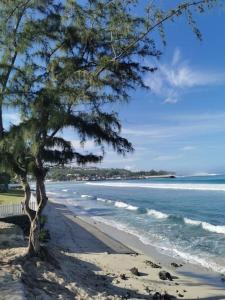 圣吉尔莱班Beau T3 Litchi vue océan piscine的海边沙滩上的树