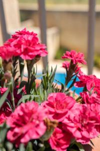 Une bande de fleurs roses dans un vase dans l'établissement Razzett Ziffa, à Victoria