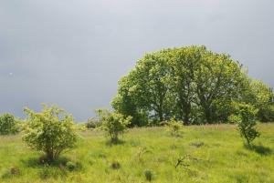 ein Grasfeld mit Bäumen im Hintergrund in der Unterkunft Strandhaus Lobbe - Fewo 45499 in Lobbe