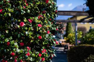 Vrt pred nastanitvijo Ascona Lodge, Pool & Garden Retreat