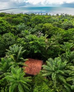 an aerial view of a forest with palm trees and the ocean at Pousada Anjali in Ilha de Boipeba