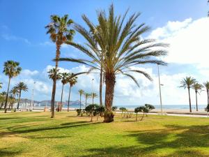 a group of palm trees in a park near the beach at Sea view apartment in Cullera