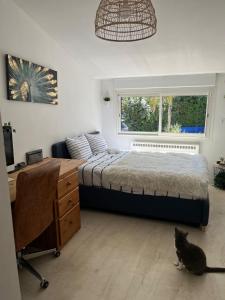 ein Schlafzimmer mit einem Bett und einer Katze auf dem Boden in der Unterkunft Villa Kitty Cat - 6 Pers. Piscine in Cassis