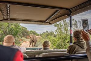 grupa ludzi jeżdżących autobusem patrzących na słonia w obiekcie Safari Lodge - Amakhala Game Reserve w mieście Amakhala Game Reserve