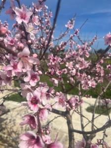 トッレ・キアンカにあるMasseria Gelsiのピンクの花の木の近く